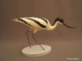 1H_159_Avocette